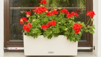 Haltebügeltyp Lechuza